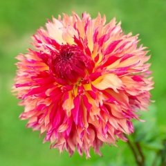 Dev Çiçekli Myrtle's Folly Dahlia Yıldız Çiçeği Yumrusu (1 adet )