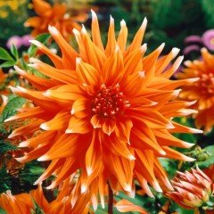 Dev Çiçekli Color Spectacle Dahlia Yıldız Çiçeği Yumrusu (1 adet)