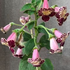 Koleksiyonluk Vanilla Kohleria Japon Küpelisi Çiçeği Fidesi (Mini Potta)