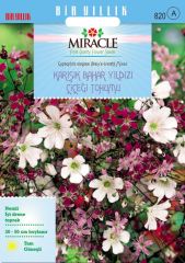 Miracle Gypsophila Elegance Mixed Karışık Bahar Yıldızı Çiçeği Tohumu (1100 tohum)
