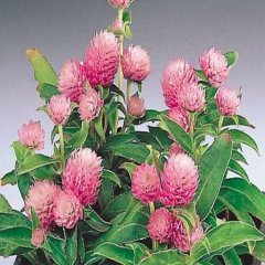 Gomphrena Globosa Pembe Medine Çiçeği Tohumu(50 tohum)