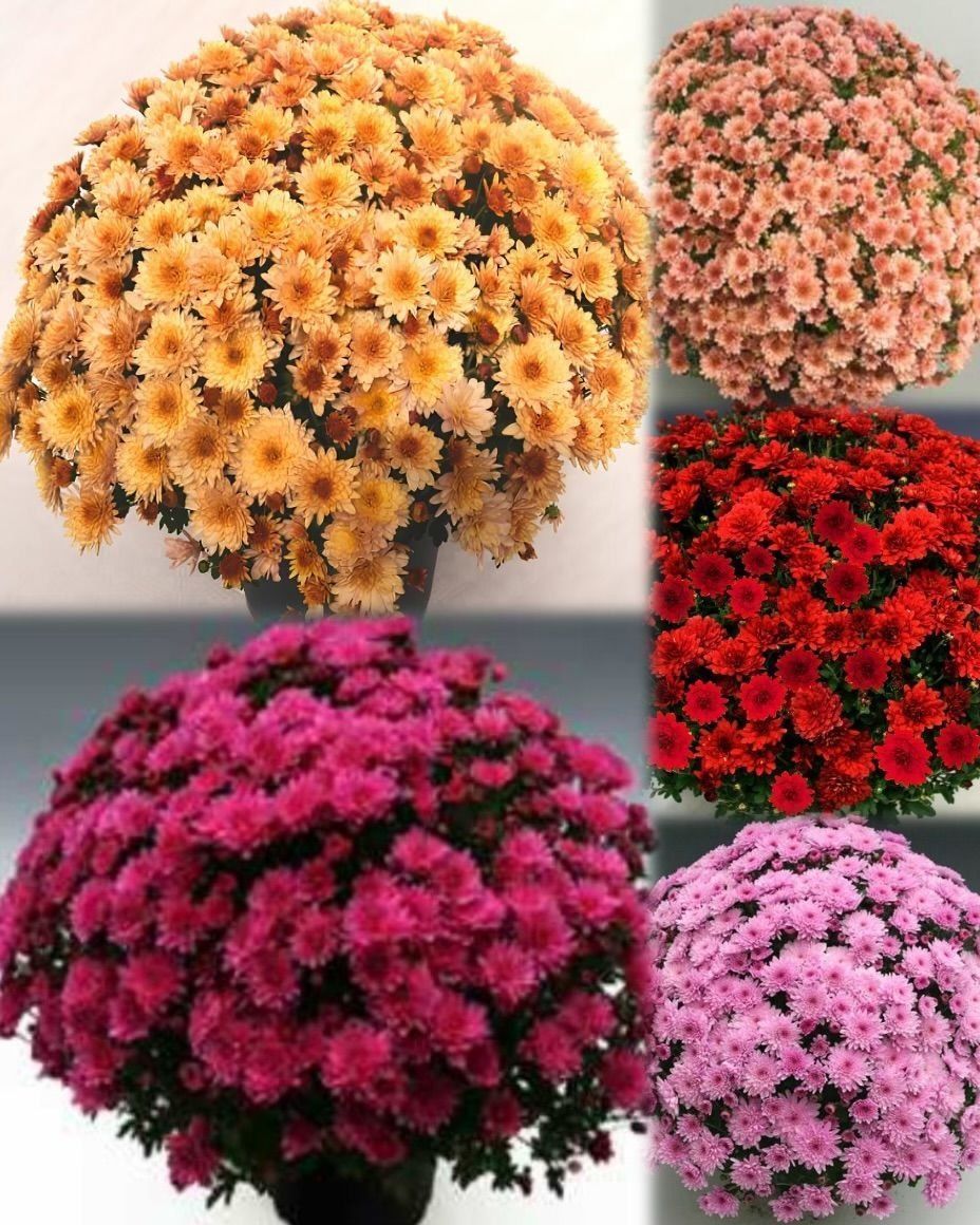 Özel Seri Özel Seri Mixed Kasımpatı Krizantem Çiçeği Fidesi (50 adet)