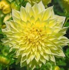 Sarı Renkli Kelvin Floodlight Dahlia  Çiçeği Yumrusu (1 adet )