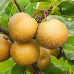 Tüplü Asya Japon Naşi Hosui Armut Fidanı