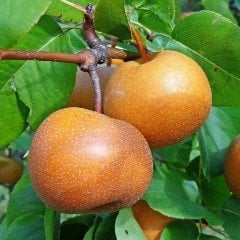 Tüplü Asya Kosui Japon Naşi Armut Fidanı