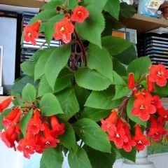 Koleksiyonluk Eriantha Kohleria Japon Küpelisi Çiçeği Fidesi (Mini Saksıda)