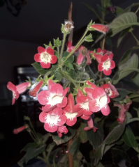 Koleksiyonluk Nis Lima Kohleria Japon Küpelisi Çiçeği Fidesi (Mini Saksıda)