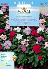 Miracle Karışık Renkli Cezayir Menekşesi Tohumu (140 Tohum)