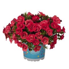 Calita Katmerli Double Cherry Milyonlar Çanı Calibrochoa Çiçeği Fidesi (10 adet)
