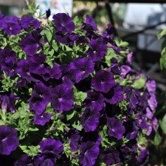 Potunia Piccola Serisi Cobalt Mavi Petunya Fidesi (3 adet)
