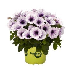 Potunia Piccola Serisi Blue Eyes Petunya Fidesi (3 adet)
