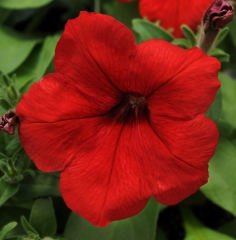 Potunia Serisi Dark Kırmızı (Red) Petunya Fidesi(2 adet)
