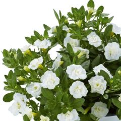 Calita Katmerli Double Snow Milyonlar Çanı Calibrochoa Çiçeği Fidesi (10 adet)
