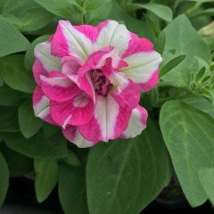 Origami Pembe Dev Çiçekli Petunya Çiçeği Fidesi (2 adet)