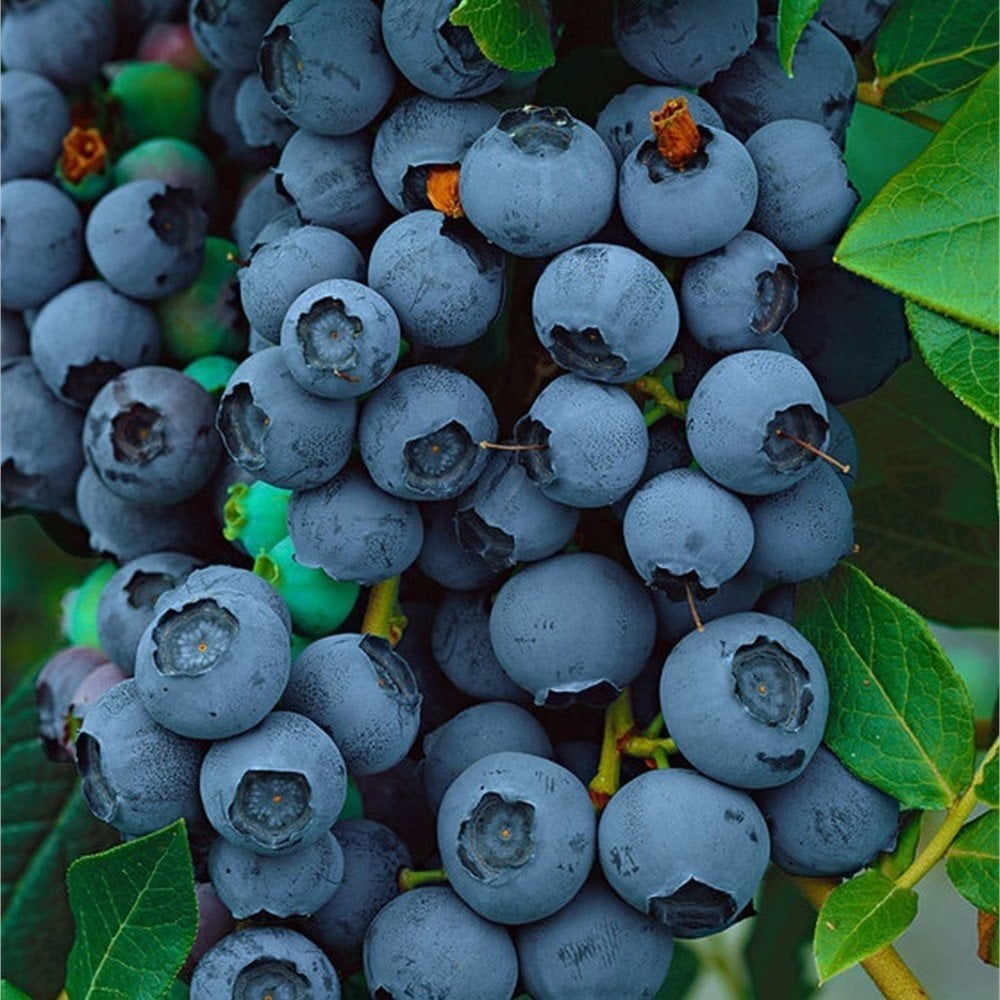 Tüplü Yüksek Dayanıklı Bluejay Yaban Mersini Fidanı