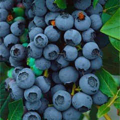 Tüplü Yüksek Dayanıklı Bluejay Yaban Mersini Fidanı