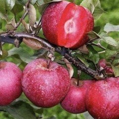 Tüplü İçi ve Dışı Kırmızı Elma Fidanı (200-300 cm Meyve Verme Yaşında)