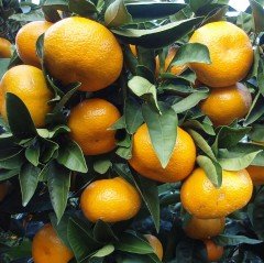 Tüplü Özel Soğuklara Dayanıklı Satsuma Rize Mandalinası Fidanı