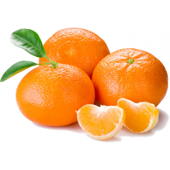 Tüplü Kokulu Çekirdeksiz Aromatik Okitsu Mandalina Fidanı