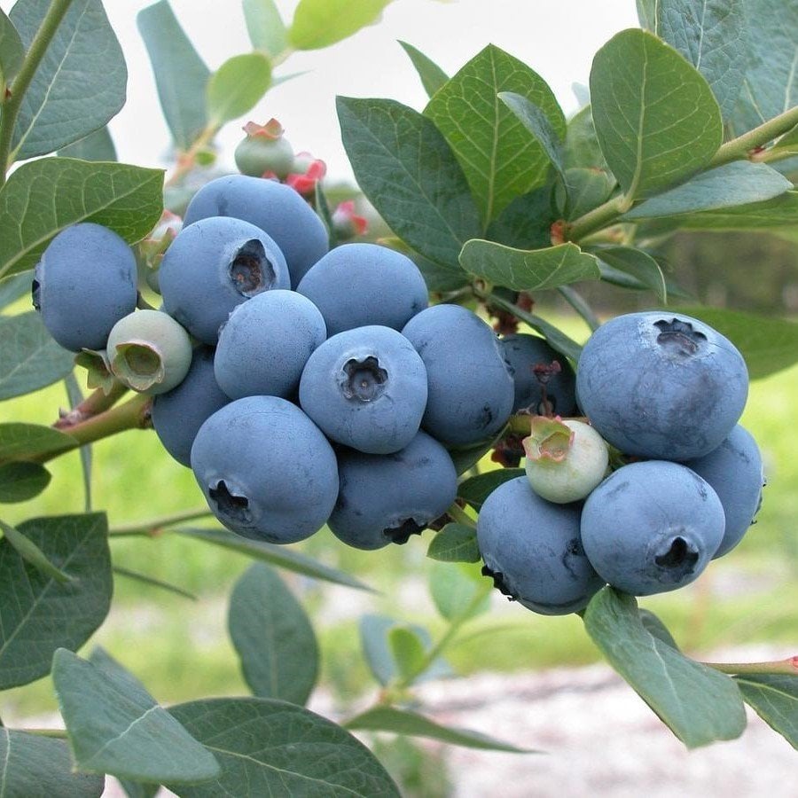 Tüplü Özel Çeşit  Brigitta Yaban Mersini Fidanı