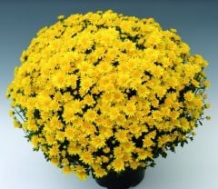 Özel Branroyal Yellow Kasımpatı Krizantem Çiçeği Fidesi (1 Adet)