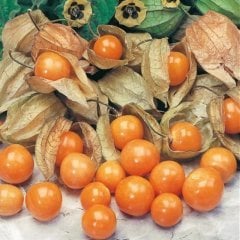 Doğal Yer Kirazı Altın Çileği Tohumu (10 Tohum)