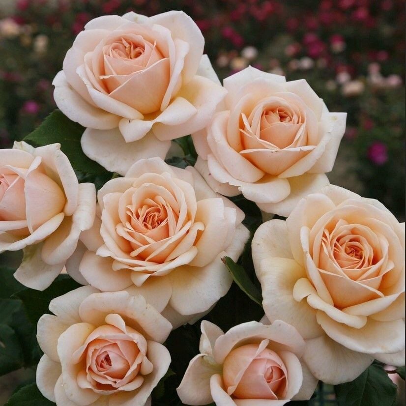 Tüplü Yediveren Hybrid Tea Apricot Fc Çok Goncalı Masal Gülü Fidanı