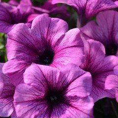 Sweetunia Purple Gem Petunya Fidesi (3 adet)