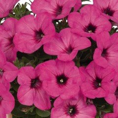 Sweetunia Pinkalicious Petunya Fidesi (3 adet)