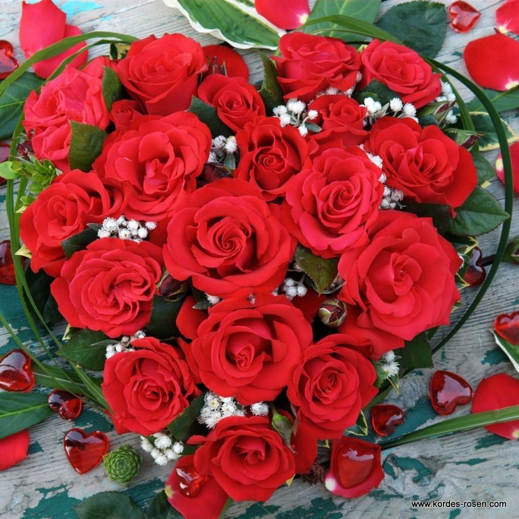 Tüplü Yediveren Hybrid Tea Roses Amore FC Masal Gülü Fidanı