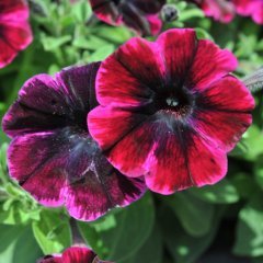 Sweetunia Miss Fantastic Petunya Fidesi (3 adet)