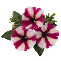 Sweetunia Sıcak Pembe Petunya Fidesi (3 adet)