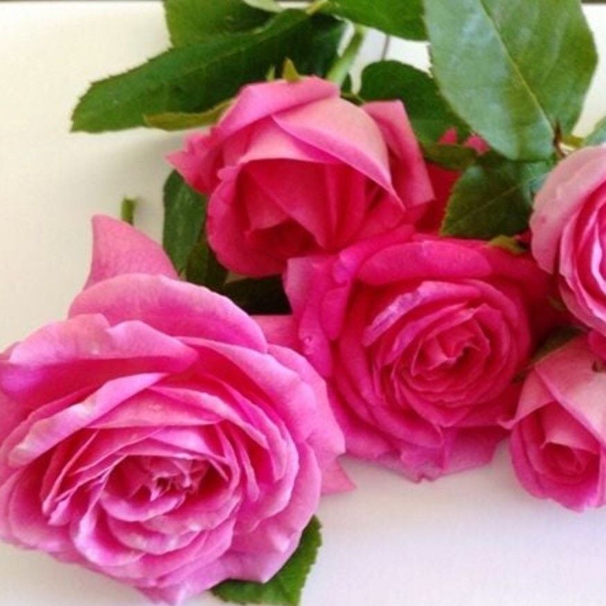 Tüplü Yediveren Kokulu Reçellik Isparta Gül Fidanı