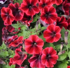 Sweetunia Fioma Flash Petunya Fidesi (3 adet)