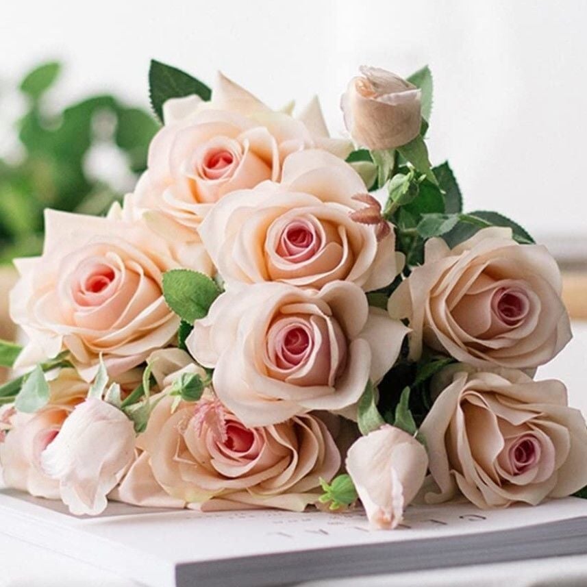 Tüplü Yediveren Cream White Krem Beyazı Kokulu Gül Fidanı