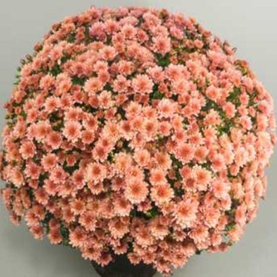Özel Branpetit Salmon Kasımpatı Krizantem Çiçeği Fidesi (1 Adet)