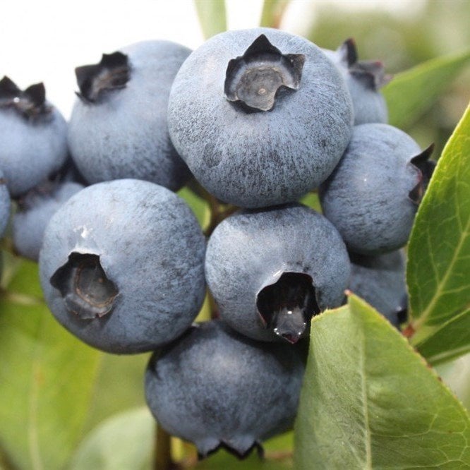 Tüplü Bluecropt Yaban Mersini Likapa Fidanı