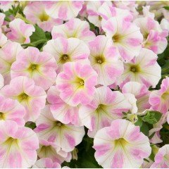 Sweetunia Baby Pembe Petunya Fidesi (3 adet)