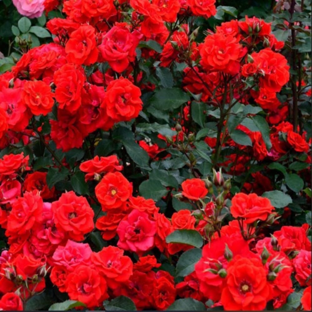 Tüplü Brillant Fc Kırmızı Yediveren Multi Goncalı Masal Gülü Fidanı