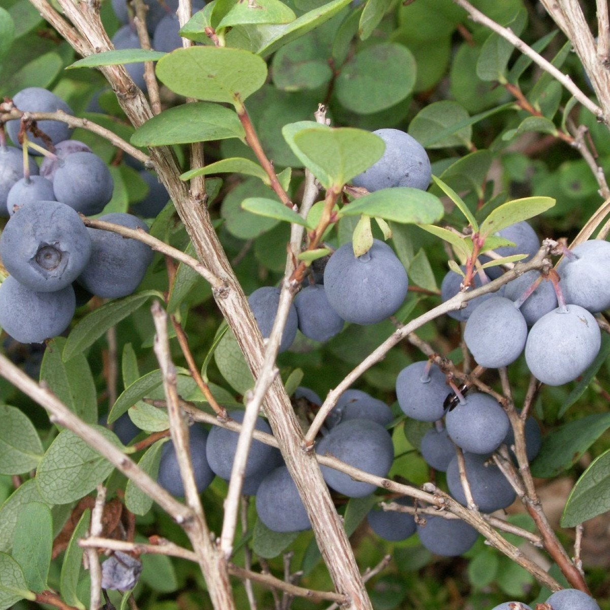 Tüplü Yaban Mersini(Likapa,blueberry,maviyemiş) Darrow fidanı