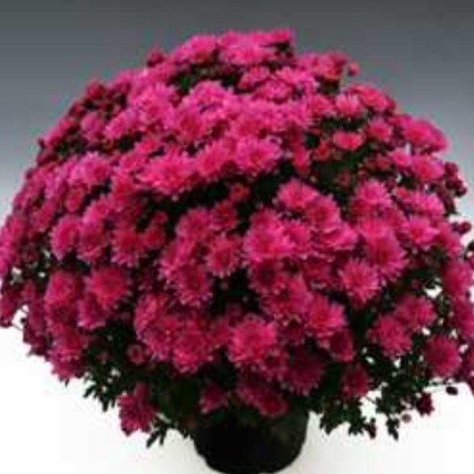 Özel Branperfect Purple Kasımpatı Krizantem Çiçeği Fidesi (1 Adet)