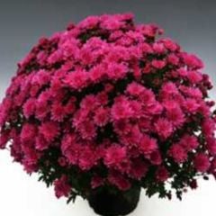 Özel Branperfect Purple Kasımpatı Krizantem Çiçeği Fidesi (1 Adet)