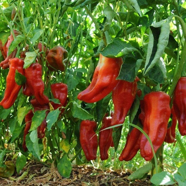 Üç Burun Çok Acı İsot Tipi Kapya Bİber Fidesi (5 adet)