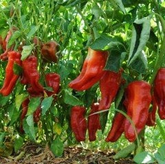 Üç Burun Çok Acı İsot Tipi Kapya Bİber Fidesi (5 adet)