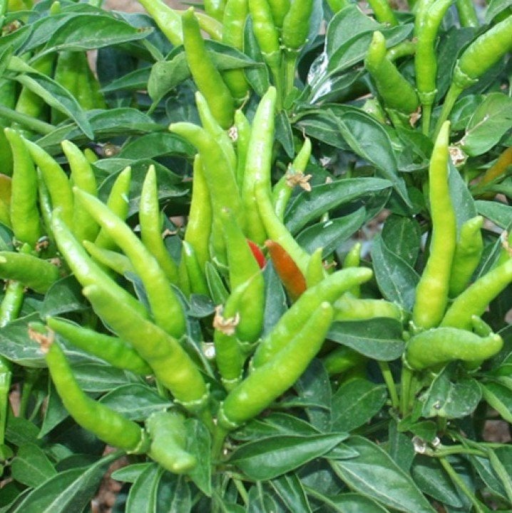 Beşparmak Çok Acı Yediveren Süs Biberi Fidesi (5 adet)