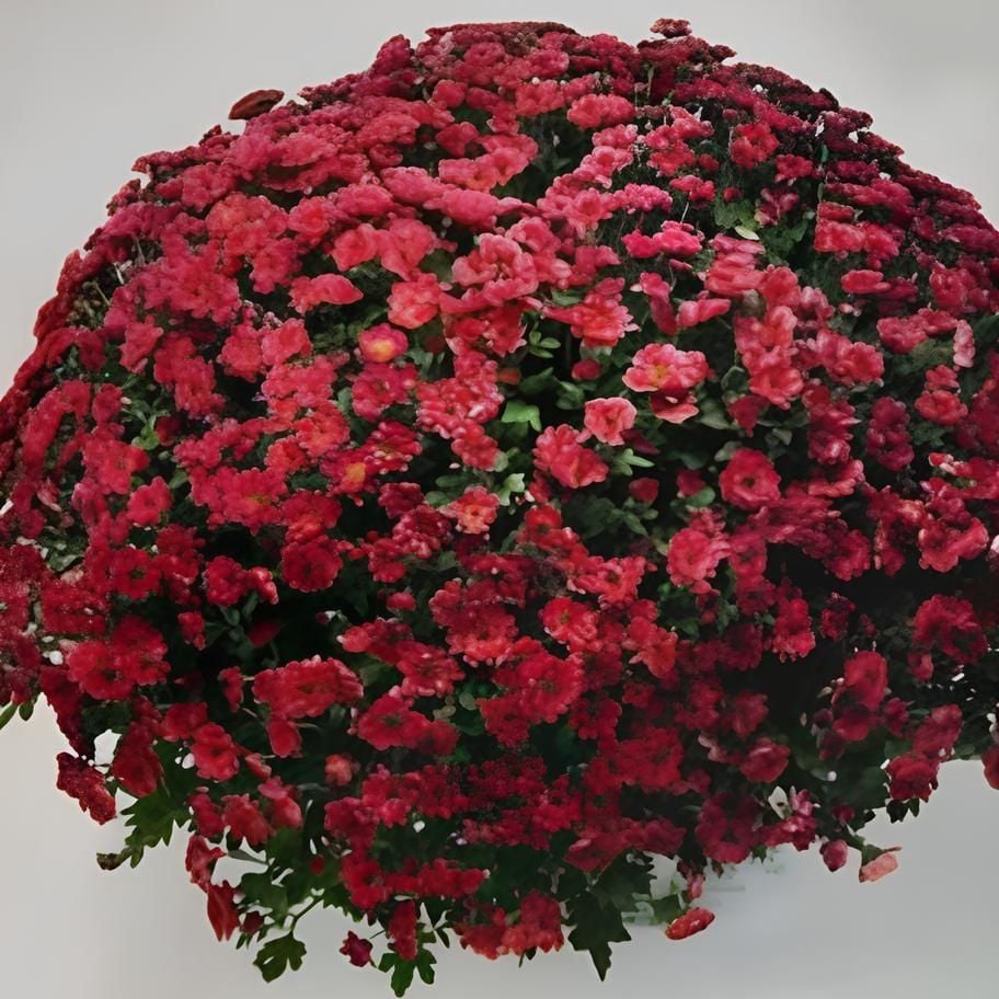 Özel Bransmart Cherry Kasımpatı Krizantem Çiçeği Fidesi (1 Adet)