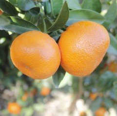 Tüplü Özel Soğuklara Dayanıklı Erkenci Dobashi Beni Mandalina Fidanı