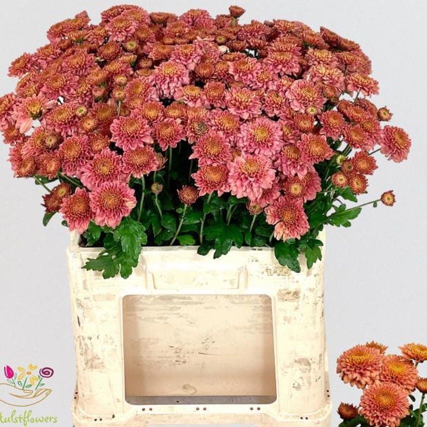 Özel Bransmart Salmon Somon Kasımpatı Krizantem Çiçeği Fidesi (1 Adet)