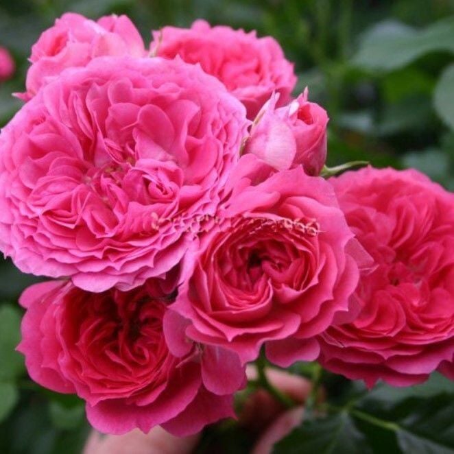 Tüplü Yediveren Foxy Çok Goncalı Gül Fidanı