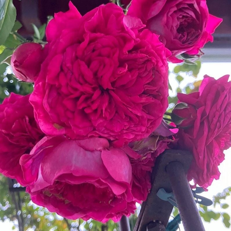 Tüplü Aşılı Yediveren Katmerli Laguna Fc Çok Goncalı Masal Gülü Fidanı